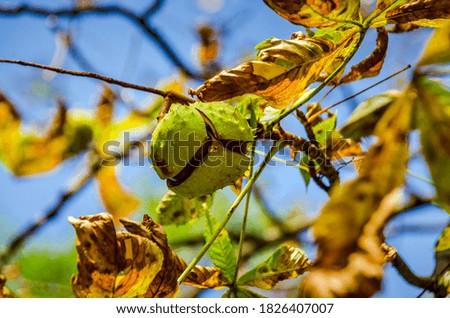 Autumn leaves and chestnuts on the tree