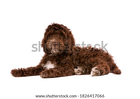 Chocolate Cockapoo puppy dog in front of a white background