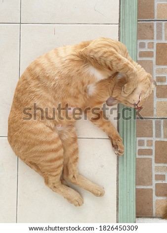 cute cat infront of the door