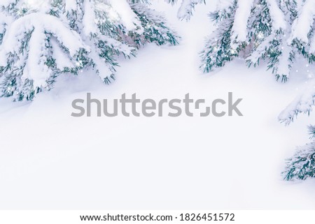 Frozen winter forest with snow covered trees. Coniferous spruce branch. outdoor