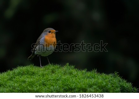 European Robin (Erithacus rubecula) in the forest of the Netherlands. Copy space. Dark background.