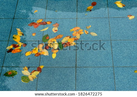 A pool with clear water and autumn leaves floating in it. A pond with many fallen leaves. Tile under water.