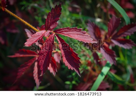 Red leaves autumn natural background. Bright red autumn leaves on a blurred natural background. Fall autumn leaves background.