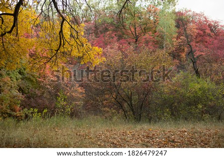 Autumn forest. The trees were painted yellow and red. Typical autumn landscape.
