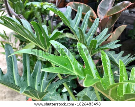 Beautiful texture leaves of philodendron “Xanadu” are growing up in the tropical garden. The out door or indoor plants for air filter plant in house and popular for decorate in the corner of house
