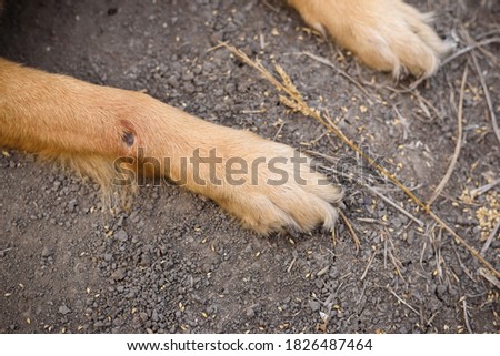 An image of legs of brown dog which is lying on the floor