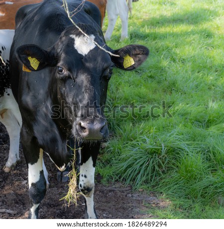 A black and white calf. Picture from Scania, in southern Sweden