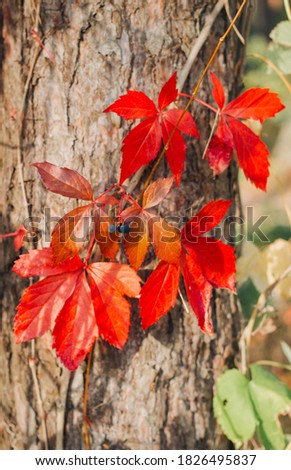 Autumn in the woods. Tree trunks are covered with red and green leaves.