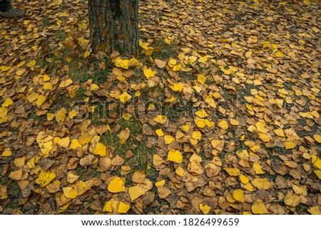 Upholstered floor background with autumn leaves