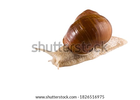 Helix pomatia grape snail on a white background