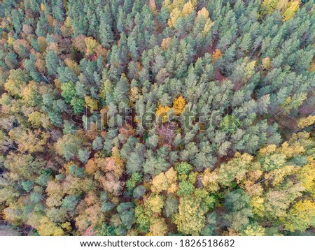 wonderful autumn forest from a bird's eye view