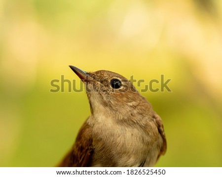 A selective focus shot of a little Thrush nightingale Royalty-Free Stock Photo #1826525450