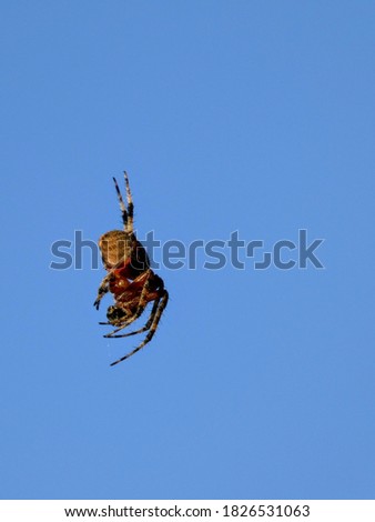 spotted orbweaver spider hanging from silk of damaged web Royalty-Free Stock Photo #1826531063
