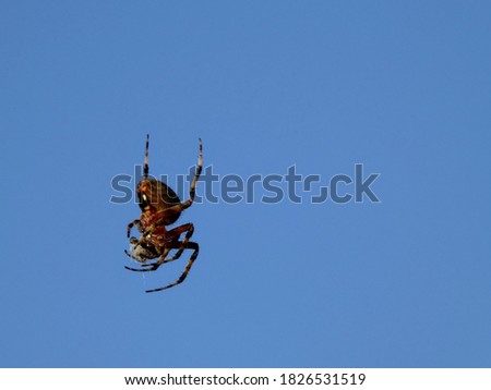 spotted orbweaver spider eating silk of damaged web Royalty-Free Stock Photo #1826531519
