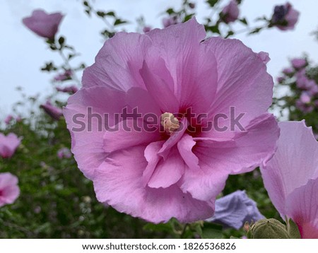 pictures of purple and pink flowers