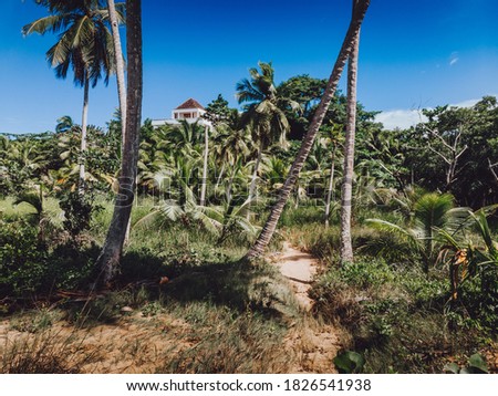 Sandy trail through the palm trees grove to the luxury tropical villa, Las Terrenas, Samana, Dominican Republic