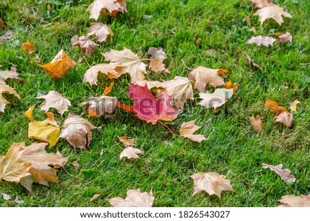 Bright fallen leaves of golden color on the autumn ground