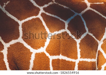 Animal skin background of the patterned fur texture on an African giraffe