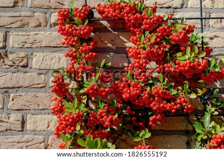 Selective focus of ripe red berries of Pyracantha coccinea on brick wall in the garden, Pyracantha is a genus of large, Thorny evergreen shrubs in the family Rosaceae with common names firethorn. Royalty-Free Stock Photo #1826555192