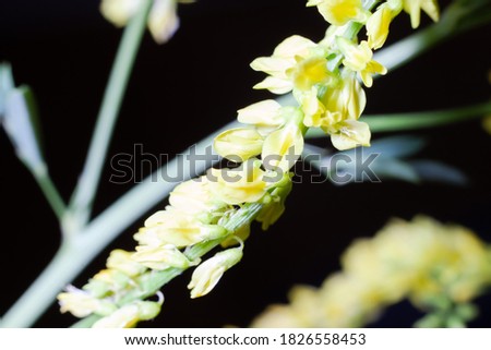 yellow flowers on a green stem on a black background