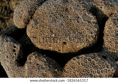 Coral texture look like flower