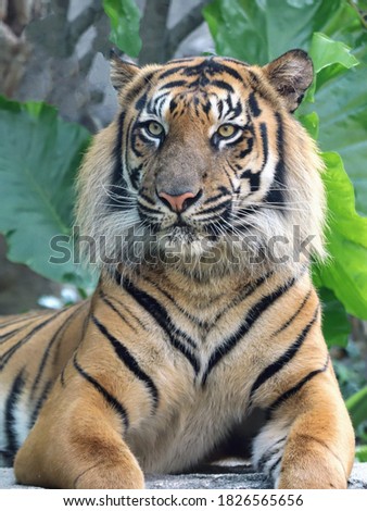 A magnificent tiger with powerful paws and a confident look sits against the background of greenery