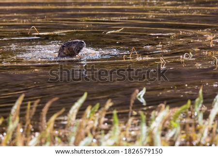 Wild river otters swimming around and catching fish in a pond in Grand Teton National Park (Wyoming).