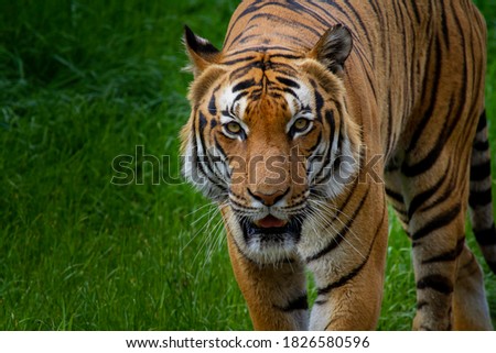 
portrait of the head of a wild adult tiger in nature in the park. in the background is blurred green grass.