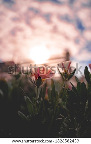 Silverbush white flower closeup in soft sunlight with boke background