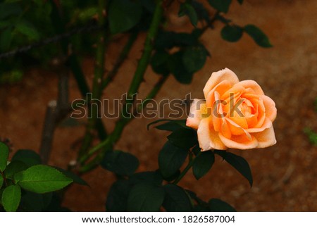 The scenery of a beautiful rose.