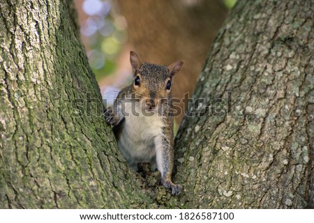 cute gray little squirrel at the park