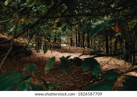 A colorful shot of path in the forest during the fall with a lot of leaves on the floor and copy space