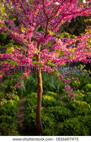 Young Judas Tree or Forest Pansy (Cercis  canadensis) in full bloom in Spring. 