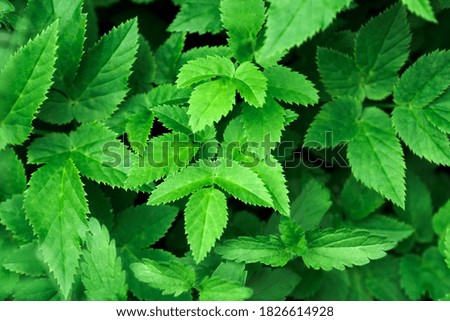 Green leaves pattern and forest background. Natural pattern