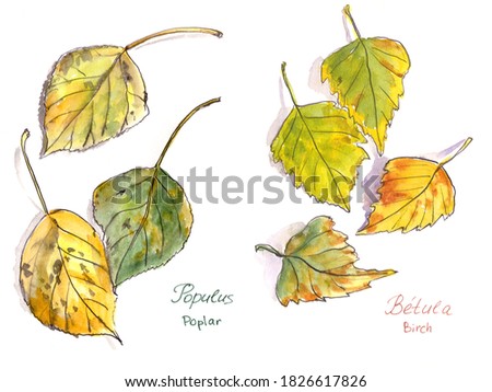 set of autumn leaves, watercolor on a white background, poplar and birch inscriptions in english and latin
