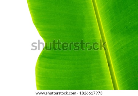 Banana leaf, green leave, abstract background
