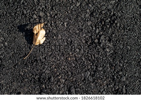 Autumn leaves on black asphalt, texture background