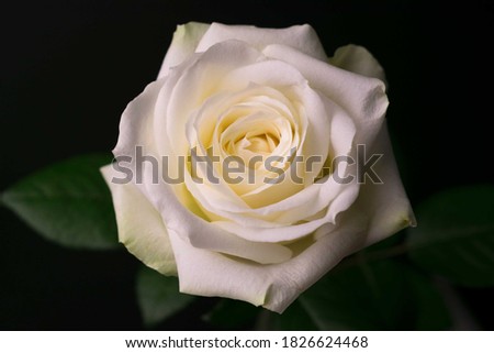 
White rose on a black background.
Close-up.