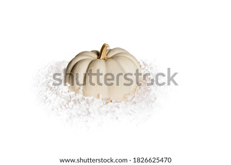 White pumpkin on white background with shredded crinkled paper curls.