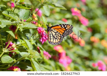 Monarch Butterfly (Danaus plexippus) on colorful Lantana flowers, seen in the garden.