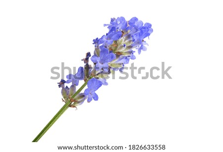 lavender isolated on white background
