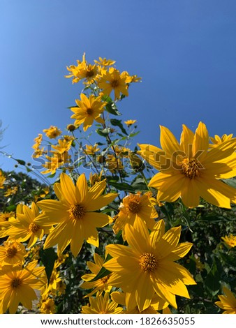 Yellow daisy sunflowers blooming against blue skies during daylight