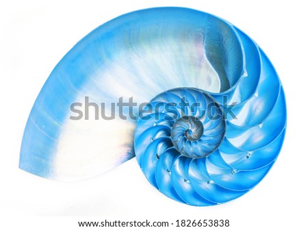 Detailed blue halved shell of a chambered nautilus (Nautilus pompilius) shows beautiful spiral pattern. Isolated on white Royalty-Free Stock Photo #1826653838