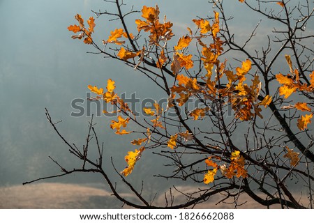 Oak tree branches with dry foliage on a background of fog on a sunny morning. Autumn season in the village. Web banner.