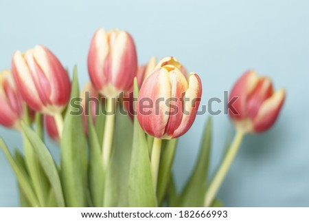Beautiful bouquet of tulips with light blue background. Picture with short depth of field & blurred parts. Vintage retro colored.