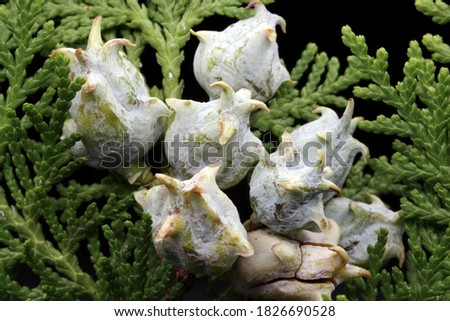 arizonic plant with fruit, dried meadow flowers in Autumn, for interior decoration, ornamental flowers, close up photography with selective focus, dried herbs texture, on dark background,