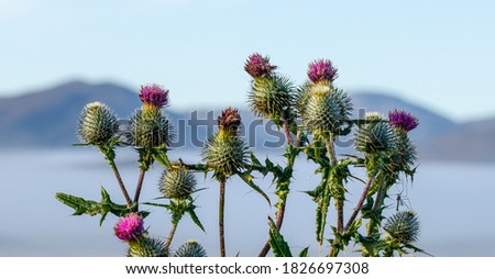 Early morning landscape with Scottish thistle