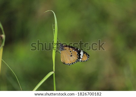 Common Tiger (Danaus genutia) 
common butterflies in india