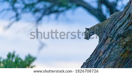 A young leopard cub moving down a tree in Botswana