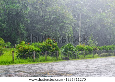 Beautiful heavy summer rain. Forest scene with green trees and raining.